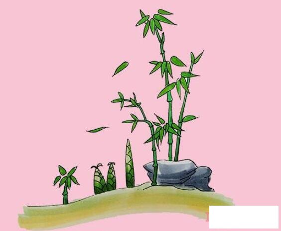 教你一步一步绘画竹子简笔画涂色简单漂亮