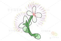 绽放的玉蕊花简笔画