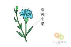 蓝色的香矢车菊简笔画