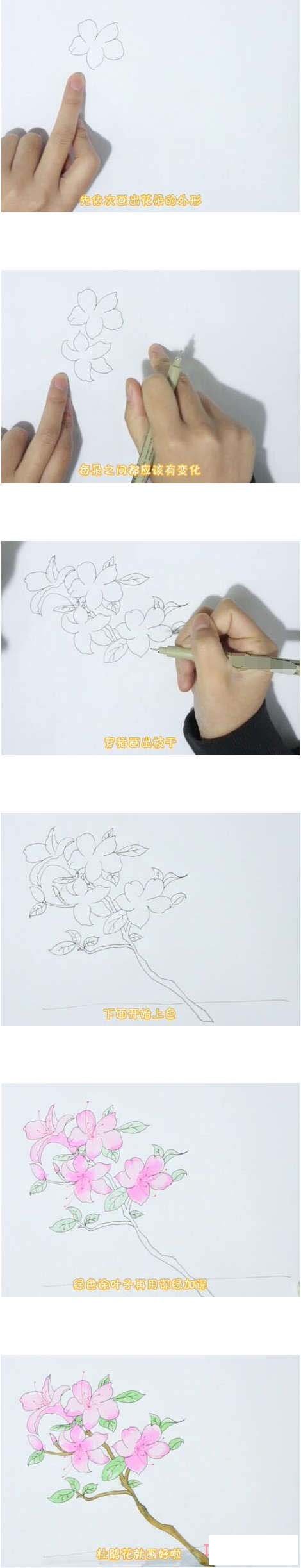 教你一步一步绘画杜鹃花简笔画涂色简单漂亮