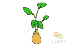 绿萝幼苗简笔画图片