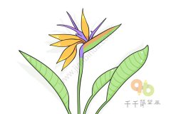 鹤望兰简笔画