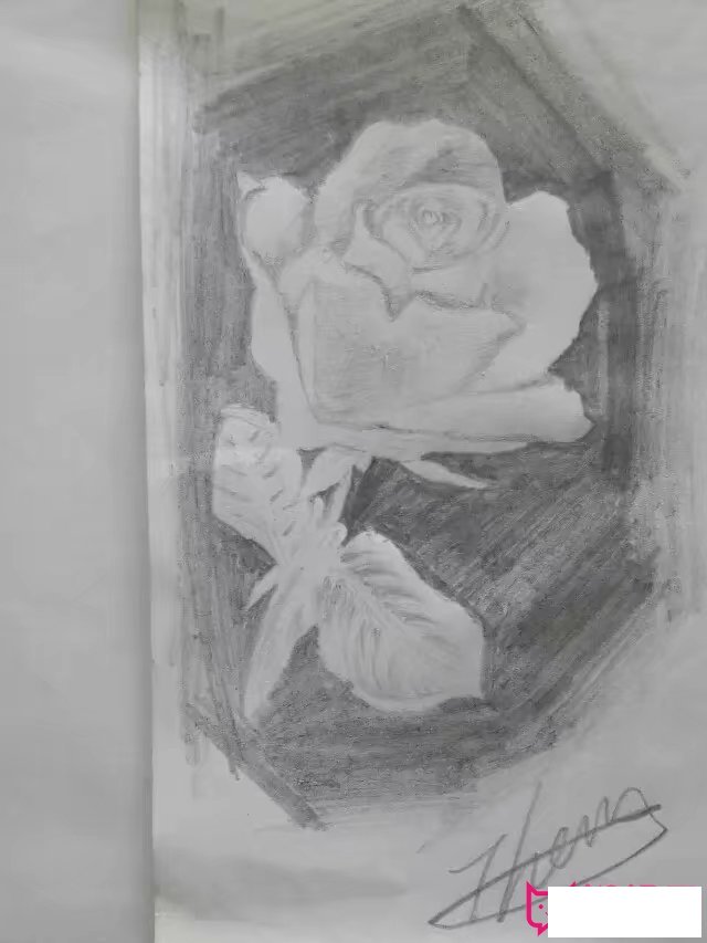 儿童植物简笔画，漂亮的玫瑰
