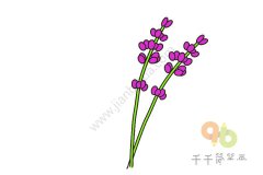 薰衣草简笔画