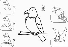 鹰怎么画简笔画图片