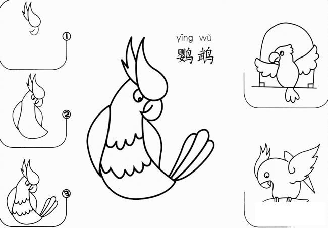 鹦鹉怎么画简笔画图片