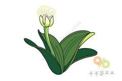 虎耳兰简笔画