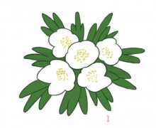 简笔画银莲花的画法步骤图带颜色简单漂亮