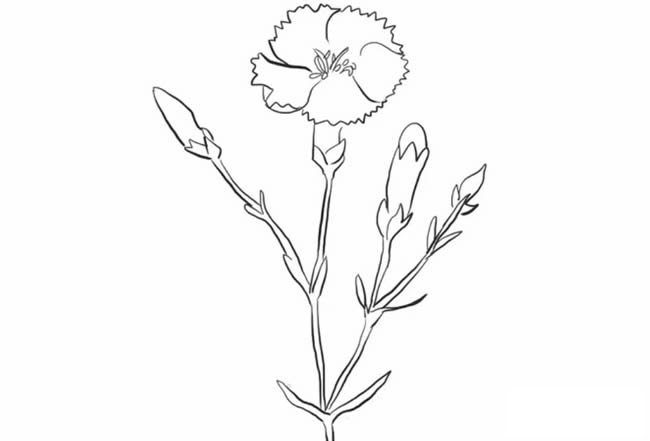 康乃馨简笔画