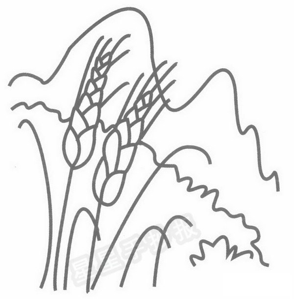 麦田简笔画