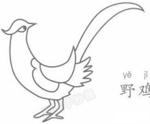 野鸡简笔画