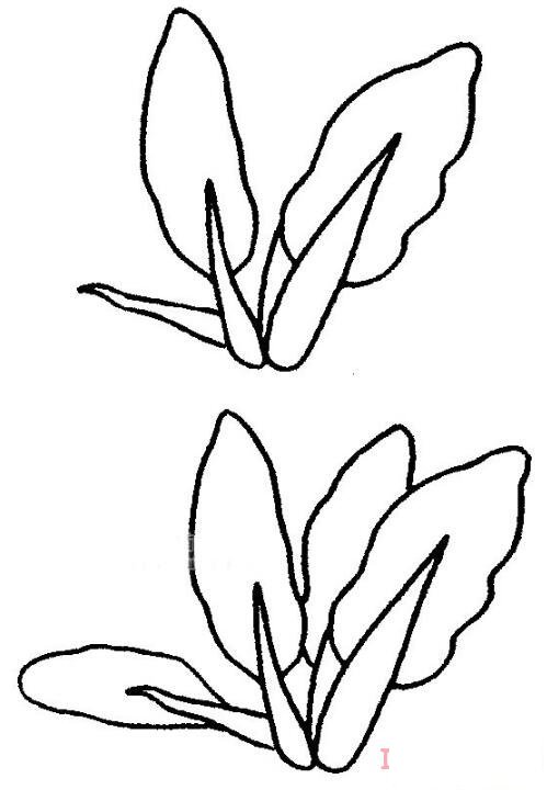 油菜怎么画简洁好看_油菜简笔画图片