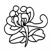 菊花植物花简笔画步骤图片大全三