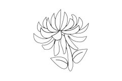 菊花简笔画步骤教程及图片大全