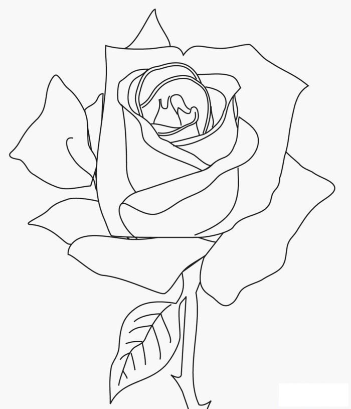 盛开花朵画法
