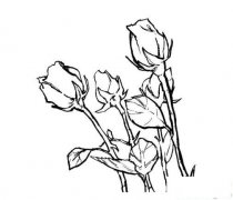 爱的玫瑰花简笔画画法_怎么画爱的玫瑰花