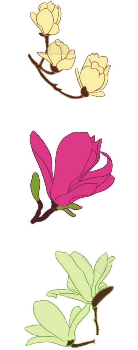 简笔画玉兰花怎么画涂颜色简单漂亮