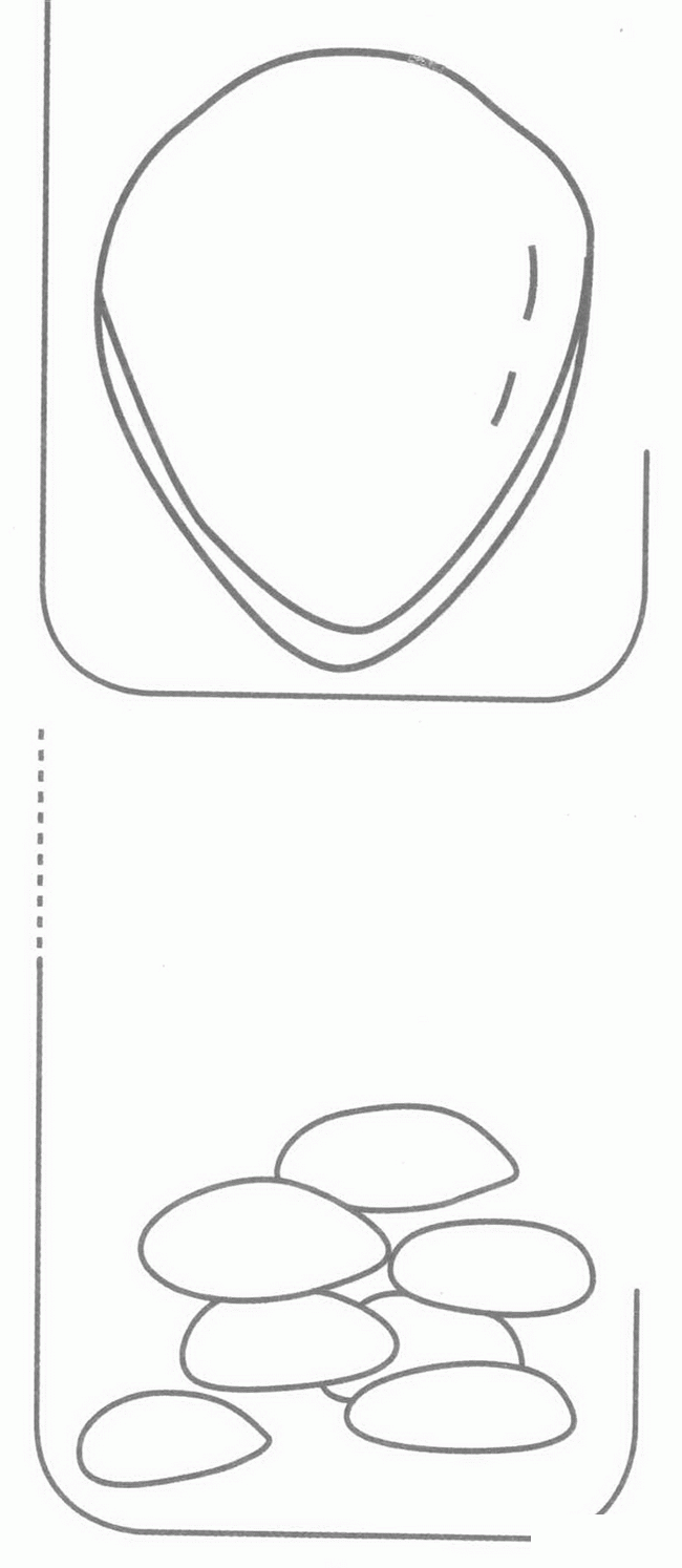松子简笔画