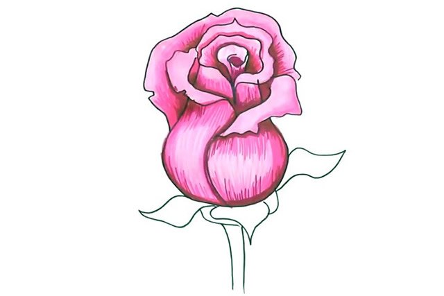 漂亮的粉色玫瑰花简笔画
