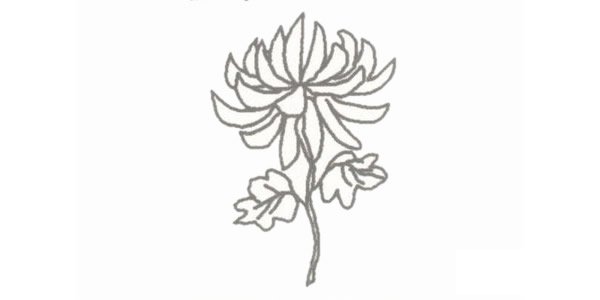 菊花简笔画图片