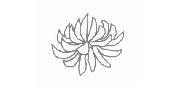 菊花简笔画图片