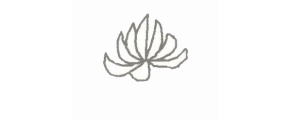 菊花简笔画图片