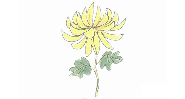 菊花简笔画完成图