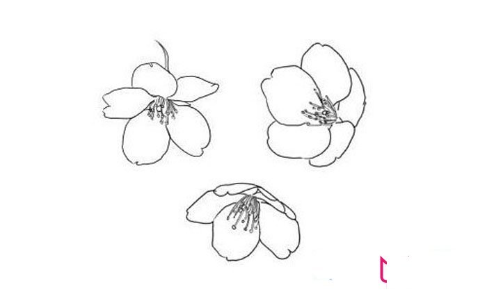 漂亮的樱花简笔画