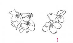 漂亮的樱花简笔画