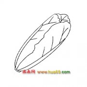 简笔画│被剥开的白菜2