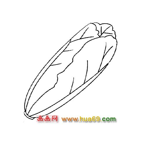 简笔画│被剥开的白菜2