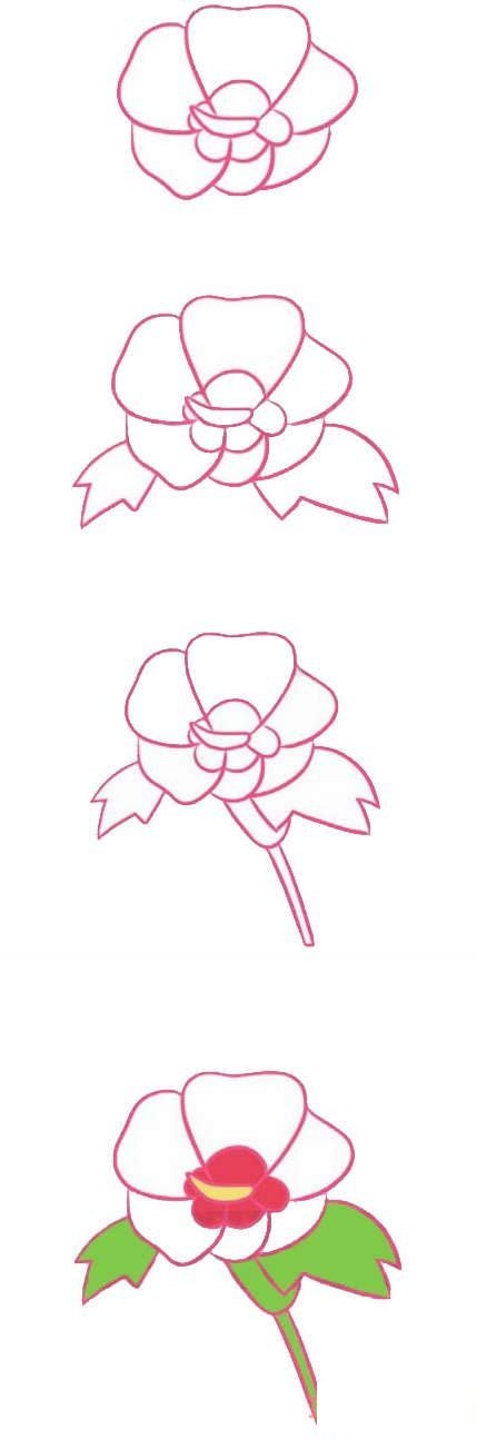 木槿花的画法步骤图带颜色 木槿花简笔画图片