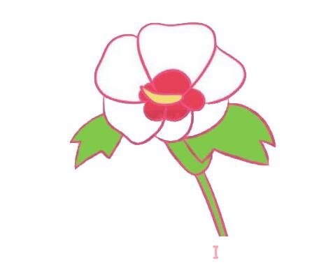木槿花的画法步骤图带颜色 木槿花简笔画图片