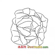 简笔画│被剥开的白菜1