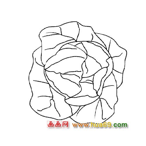 简笔画│被剥开的白菜1