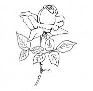 手绘玫瑰花简笔画图片