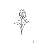鸢尾花简笔画图片