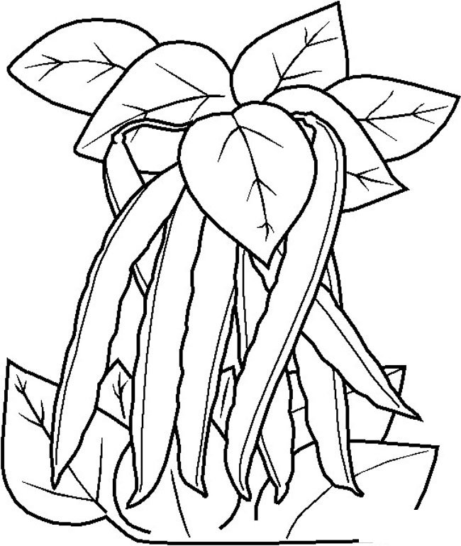 四季豆角简笔画