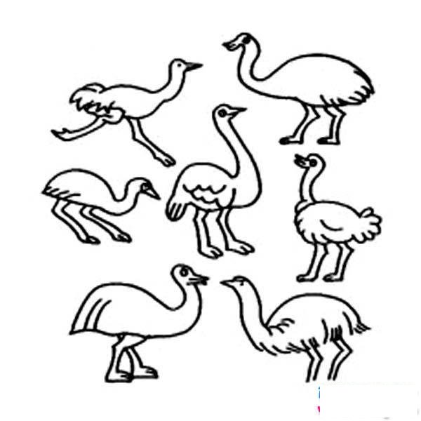 各种形态的鸵鸟简笔画图片大全