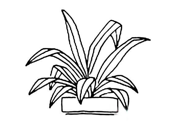 绿植小盆栽简笔画