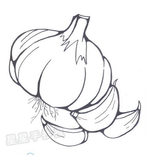 大蒜简笔画图片大全