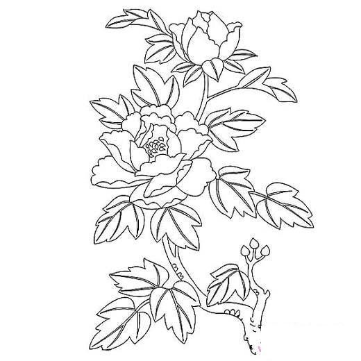 儿童关于花的简笔画图片：牡丹