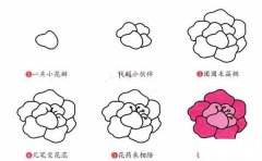 牡丹花简笔画画法步骤：怎么画牡丹