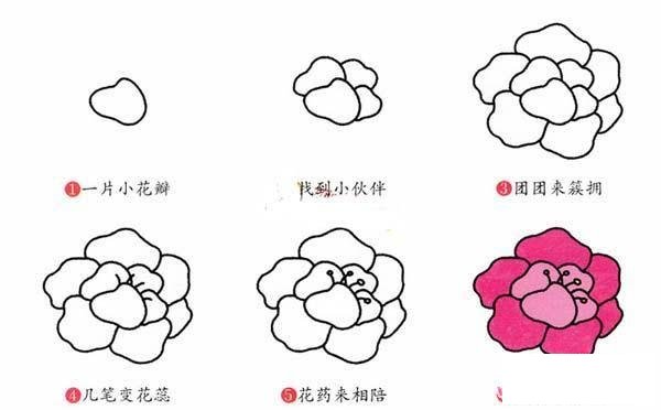 牡丹花简笔画画法步骤：怎么画牡丹