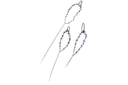 薰草简笔画图片