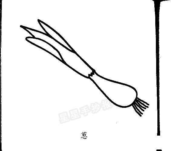 葱的简笔画
