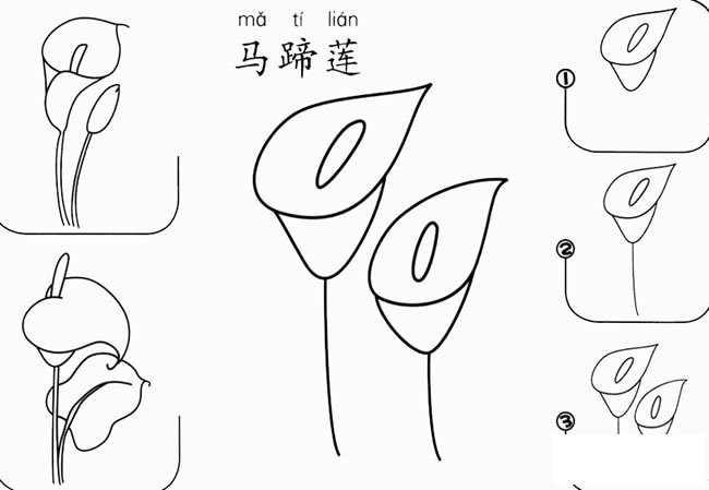 马蹄莲怎么画简笔画图片
