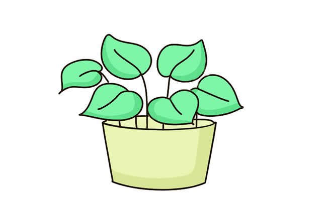 绿萝简笔画彩色图片