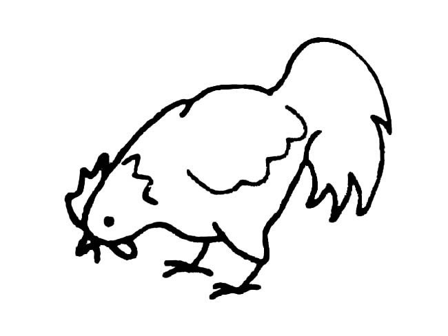 吃东西的公鸡简笔画图片