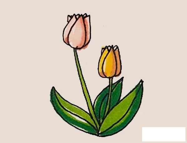 郁金香简笔画图片